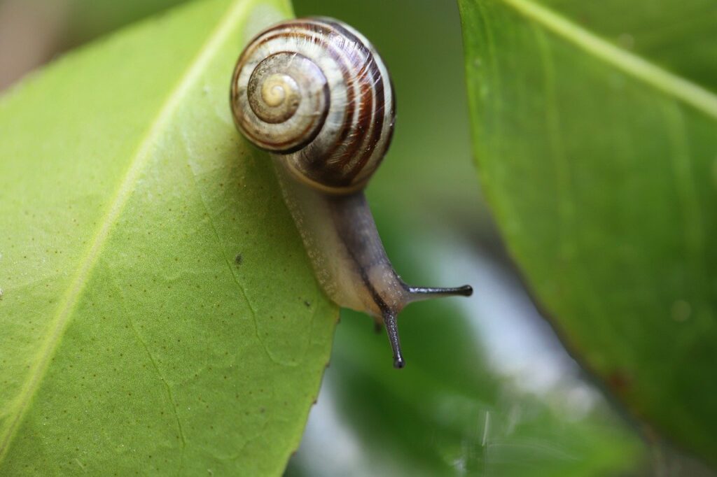 snail, banded snail, garden snail