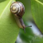 snail, banded snail, garden snail